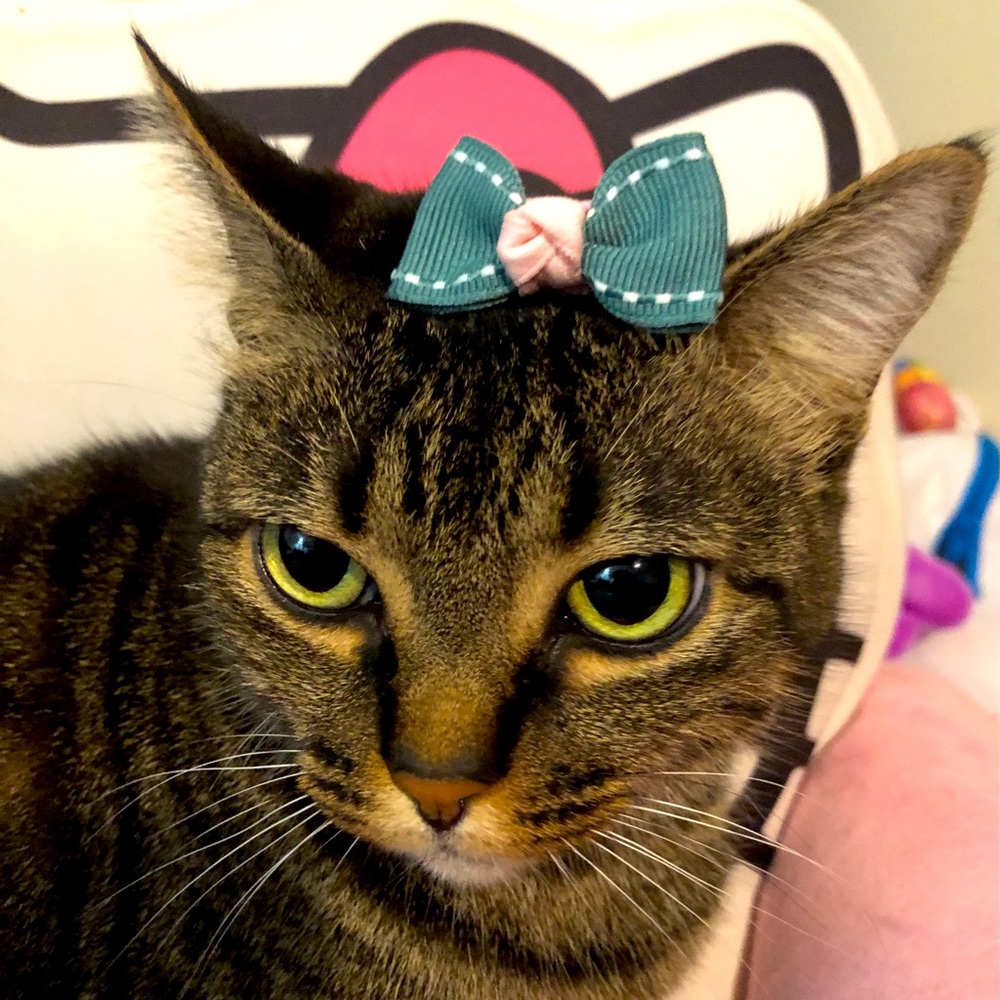 Pets hair accessories ❤️